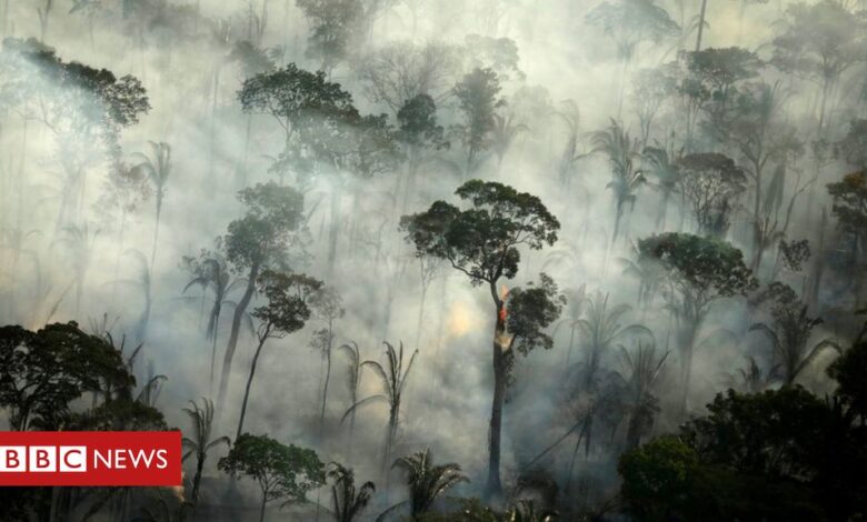 Brazil's Amazon: Deforestation 'surges to 12-year high'