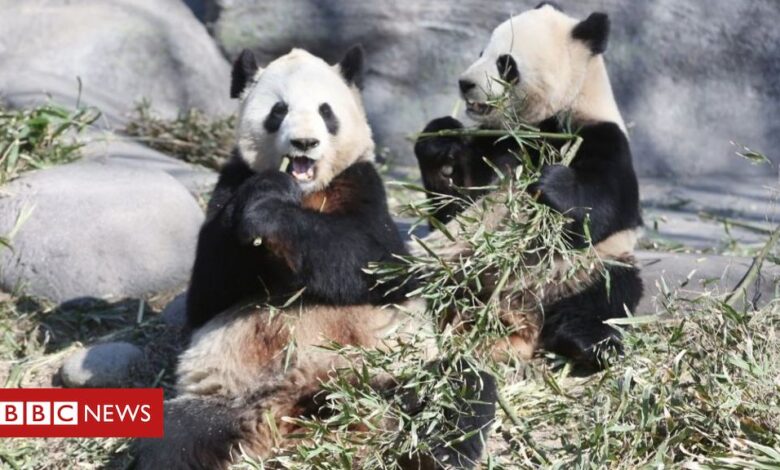 Coronavirus: Pandas leave Canada for China's bamboo