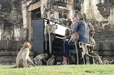 British musician Paul Barton plays the piano for monkeys that occupy abandoned historical areas in Lopburi, Thailand