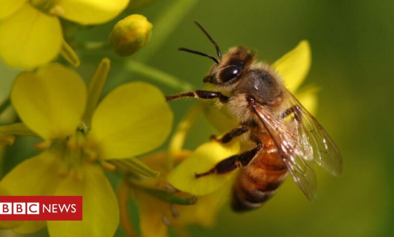Asian honeybees 'defend hives from hornets with faeces'