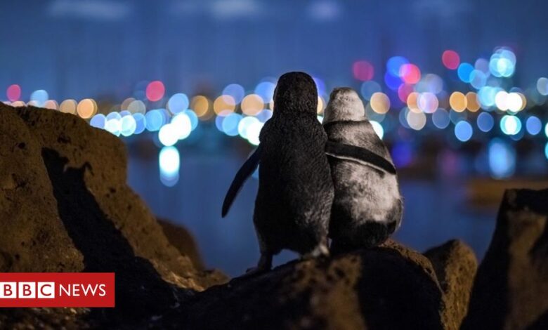 Photo of two widowed penguins wins award
