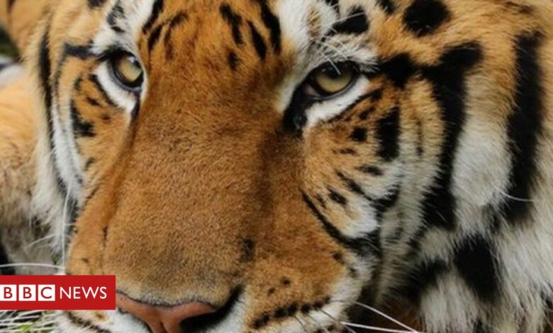 Tiger mauls volunteer at Carole Baskin's Big Cat Rescue