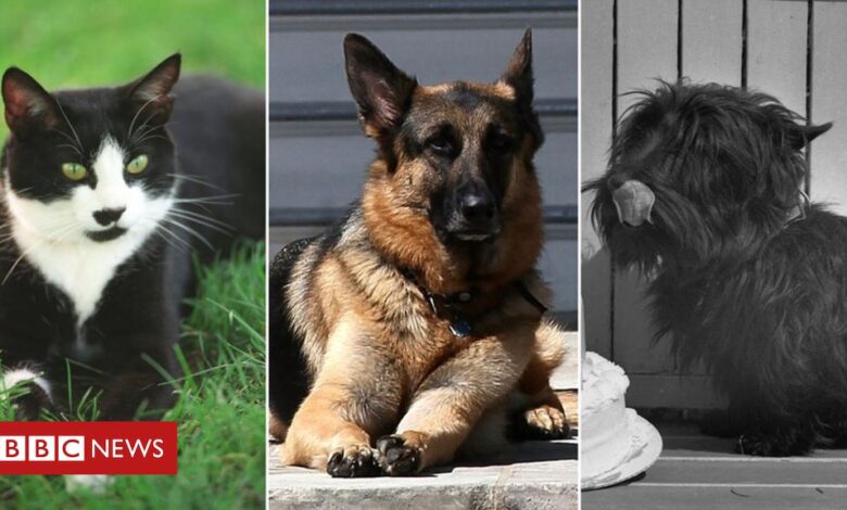 Champ, Major and other White House pets