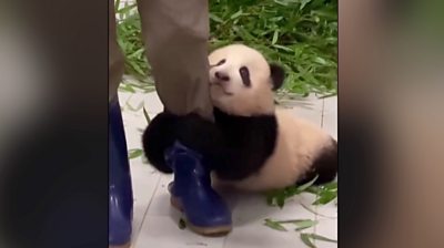 Six-month-old Fu Bao, who lives in South Korea, just won't let go of her zookeeper's leg.