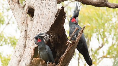 Two palm cockatoos sitting in a tree hollow