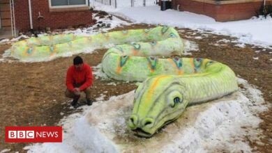 Photo of Denver family wows neighbourhood with snow art