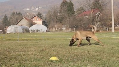 A dog hunting for mines in Bosnia