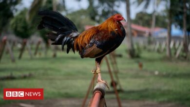 Photo of Indian man killed by his own rooster during cockfight