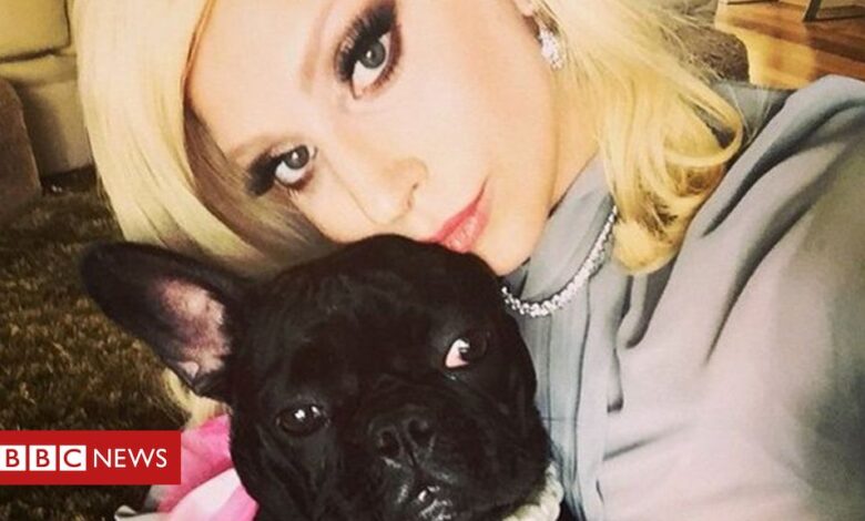 Lady Gaga's dog-walker shot and bulldogs stolen