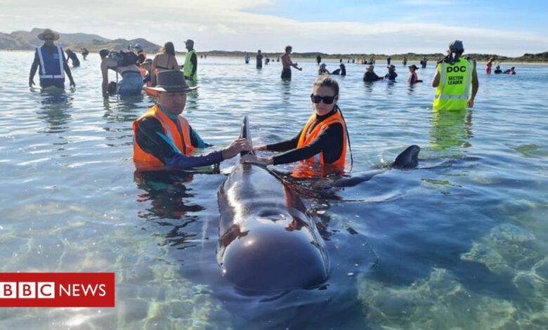 New Zealand: Pilot whales refloated at stranding spot