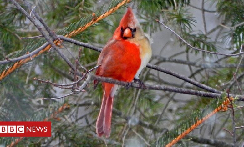 Rare bird: 'Half-male, half-female' cardinal snapped in Pennsylvania