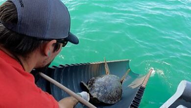 Photo of Texas sea turtles released back into sea after cold front eases
