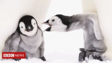 Photo of Documenting emperor penguins in Antarctica