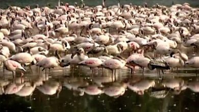 Photo of Migrating flamingos turn Mumbai lakes into ‘sea of pink’